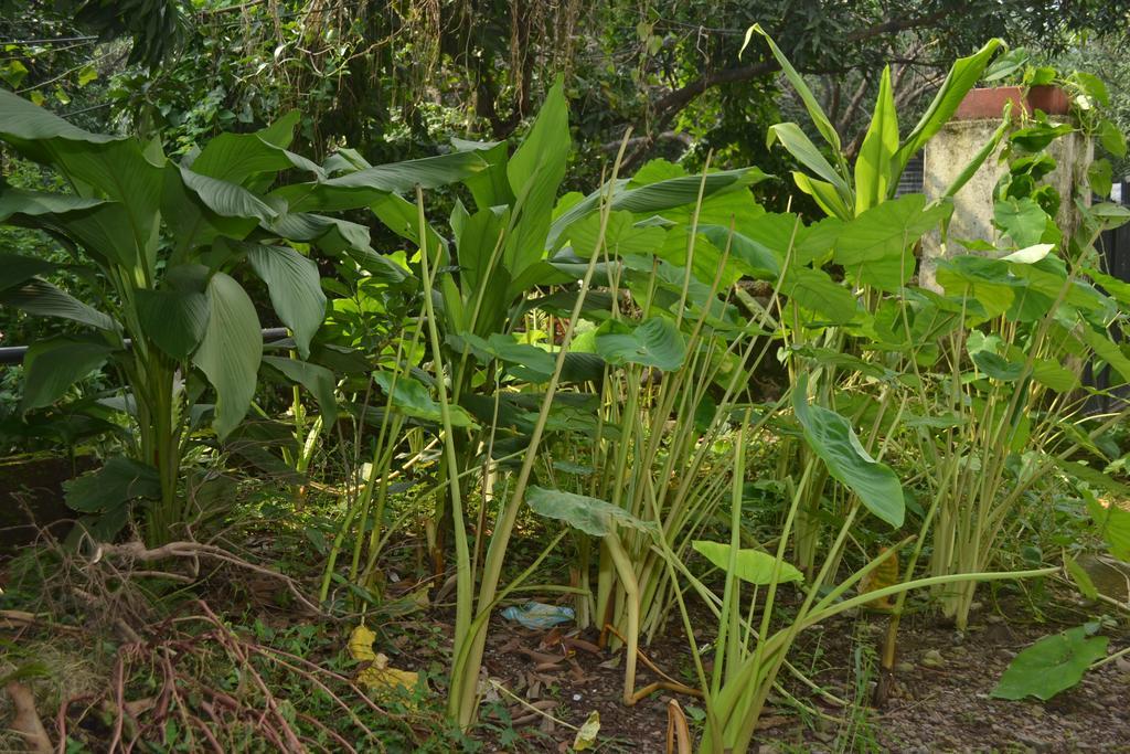 Mount Valley Mama Cottage Rishīkesh Kamer foto