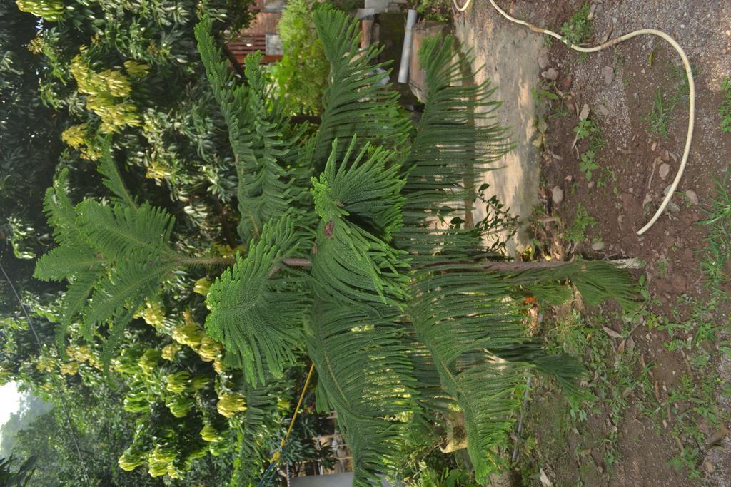 Mount Valley Mama Cottage Rishīkesh Buitenkant foto